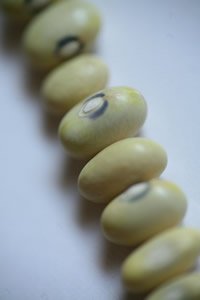 hutterite-bean.jpg