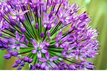 allium1.jpg