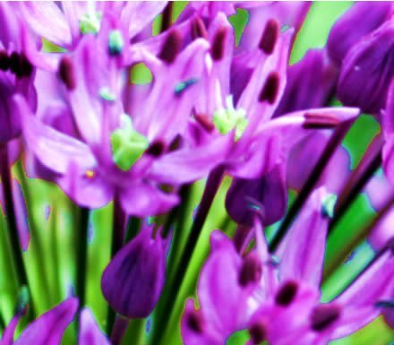 allium2.jpg