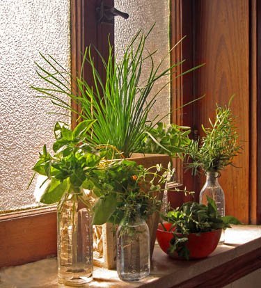 herbsinwindow.jpg