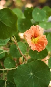 nasturtium.jpg