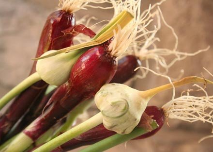 spring-bulbs.jpg