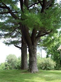 trees.jpg