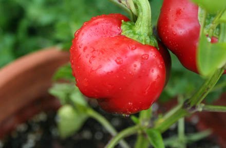 alma-paprika.jpg