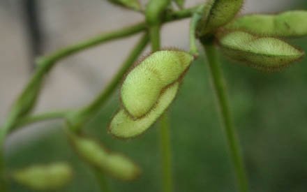 edamame-plant.jpg