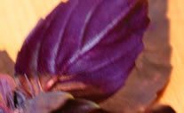 purple-basil207.jpg