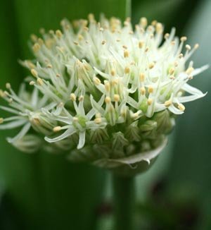 alium2