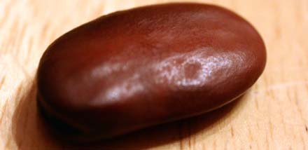 fava-bean