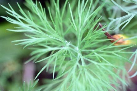 grandma-eincks-dill