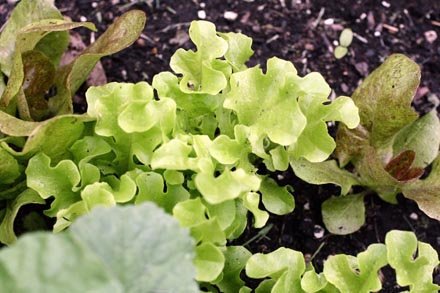 heirloom-lettuce