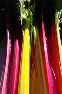 chard tall half
