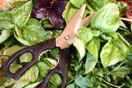 cut herbs