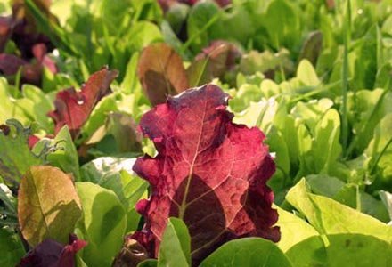 heirloom lettuce