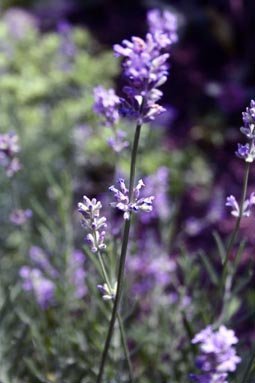 lavender final