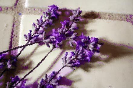 lavender