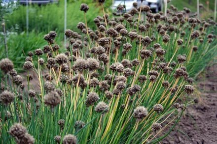 alium at sse